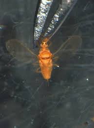 Attēlu rezultāti vaicājumam “Badhamiopsis praetermissa sessile”