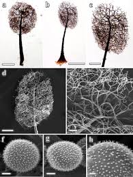 Attēlu rezultāti vaicājumam “Comatricha sp.”