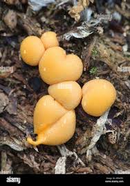 Attēlu rezultāti vaicājumam “Lycogala flavofuscum”