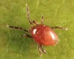 Attēlu rezultāti vaicājumam “Mesostigmata”