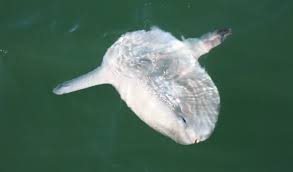 Image result for Mola mola