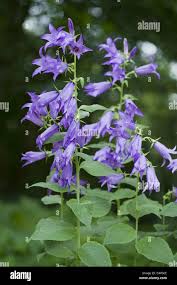 Attēlu rezultāti vaicājumam “Campanula latifolia leaf”