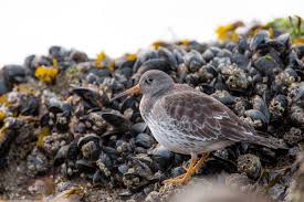 Attēlu rezultāti vaicājumam “Calidris maritima”