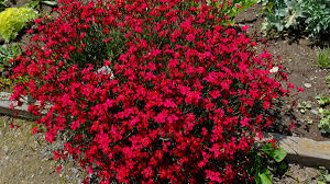 Attēlu rezultāti vaicājumam “Dianthus deltoides”