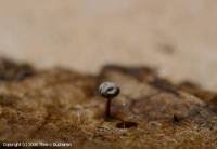 Attēlu rezultāti vaicājumam “Didymium bahiense”