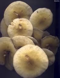 Attēlu rezultāti vaicājumam “Armillaria mellea”