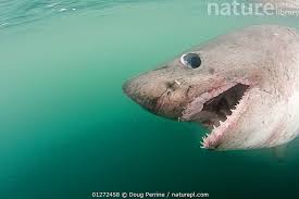 Image result for Lamna ditropis