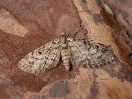 Attēlu rezultāti vaicājumam “Eupithecia tantillaria”