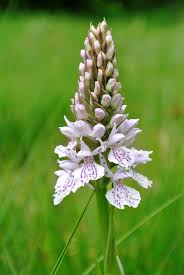 Attēlu rezultāti vaicājumam “Dactylorhiza maculata bud”