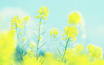 Flower 1920x1200 Wallpapers, 1920x1200 Wallpapers & Pictures Free ... wallpapers.brothersoft.com 