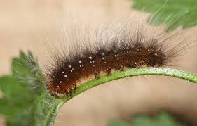 Attēlu rezultāti vaicājumam “Arctia caja larva”