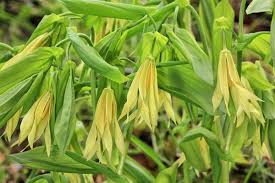 Attēlu rezultāti vaicājumam “Uvularia grandiflora”