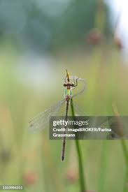 Attēlu rezultāti vaicājumam “Lestes virens female”