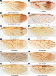 Attēlu rezultāti vaicājumam “Trichia longipalpis spores”