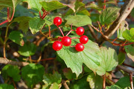 Attēlu rezultāti vaicājumam “Cinna latifolia fruit”