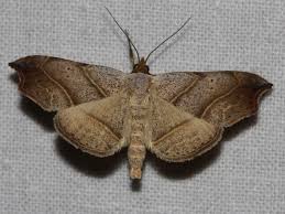 Attēlu rezultāti vaicājumam “Laspeyria flexula”