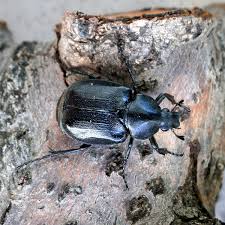 Attēlu rezultāti vaicājumam “Gnorimus variabilis”