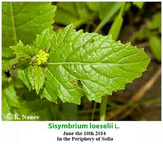 Attēlu rezultāti vaicājumam “Sisymbrium loeselii leaf”