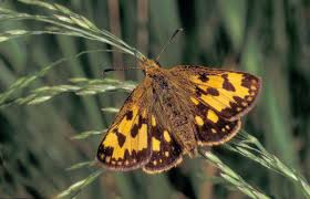 Attēlu rezultāti vaicājumam “Carterocephalus silvicolus”
