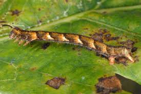 Attēlu rezultāti vaicājumam “Cyclophora punctaria”