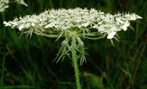 Attēlu rezultāti vaicājumam “Daucus sativus flower”