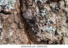 Attēlu rezultāti vaicājumam “Brachionycha nubeculosa”