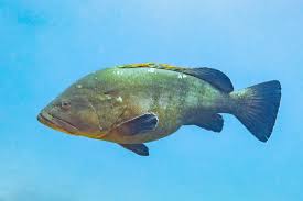 Image result for Epinephelus marginatus