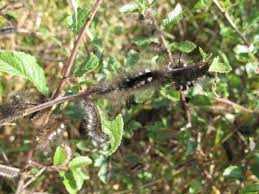 Attēlu rezultāti vaicājumam “Gynaephora selenitica larva”