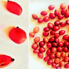 Attēlu rezultāti vaicājumam “Podophyllum hexandrum fruit”