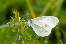 Attēlu rezultāti vaicājumam “Leptidea sinapis”