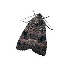 Attēlu rezultāti vaicājumam “Amphipyra perflua”