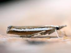 Attēlu rezultāti vaicājumam “Catoptria margaritella”