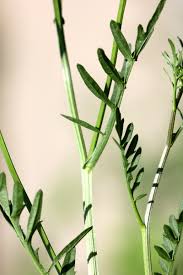 Attēlu rezultāti vaicājumam “Rorippa sylvestris”