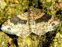 Attēlu rezultāti vaicājumam “Xanthorhoe ferrugata”