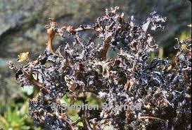 Attēlu rezultāti vaicājumam “Cetraria ericetorum”