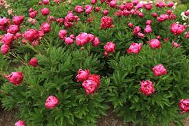 Attēlu rezultāti vaicājumam “Paeonia lactiflora”
