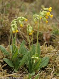 Image result for Primula veris