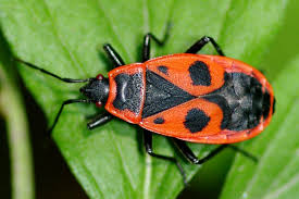 Attēlu rezultāti vaicājumam “Pyrrhocoris apterus”