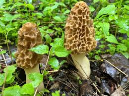 Attēlu rezultāti vaicājumam “Morchella esculenta”