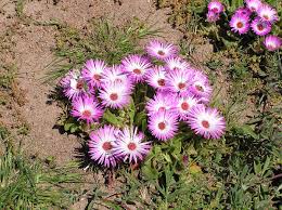Image result for Mesembryanthemum criniflorum