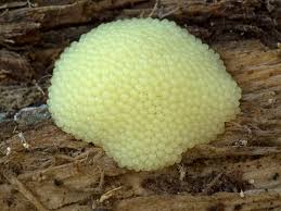 Attēlu rezultāti vaicājumam “Stemonitis flavogenita”