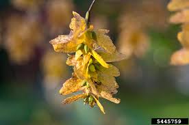 Attēlu rezultāti vaicājumam “Carpinus caroliniana female flower”