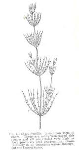 Attēlu rezultāti vaicājumam “Chara filiformis”