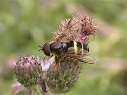 Attēlu rezultāti vaicājumam “Dasysyrphus tricinctus”