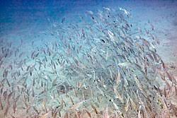 Image result for Lithognathus mormyrus