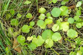 Attēlu rezultāti vaicājumam “Hydrocotyle vulgaris”