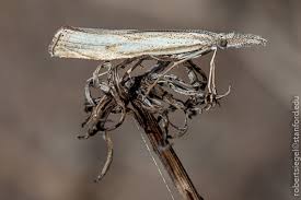 Attēlu rezultāti vaicājumam “Crambus”