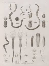 Attēlu rezultāti vaicājumam “Annelides”