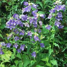 Image result for Campanula trachelium