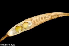 Attēlu rezultāti vaicājumam “Sinapis alba fruit”